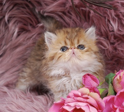 Zephyr Persian Kitten