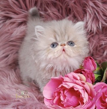 Soleil Persian Kitten