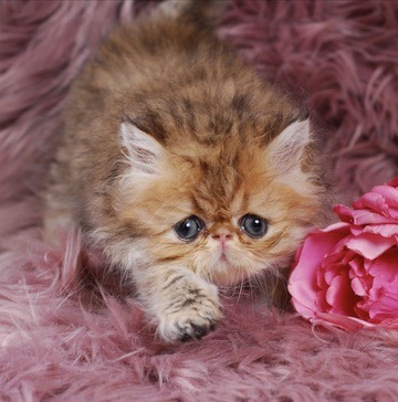Zephyr Persian Kitten