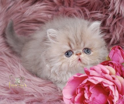 Soleil Persian Kitten