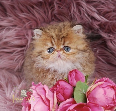 Thoth Persian Kitten