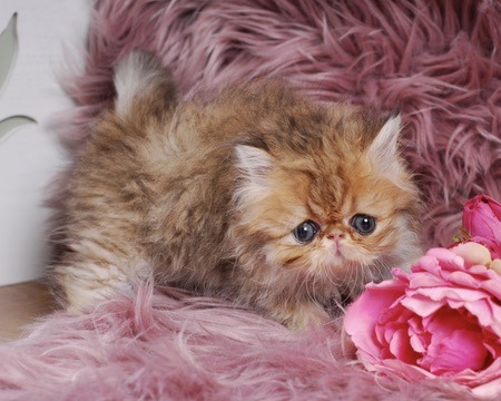 Zephyr Persian Kitten