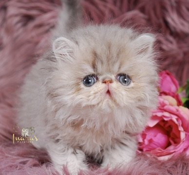 Soleil Persian Kitten