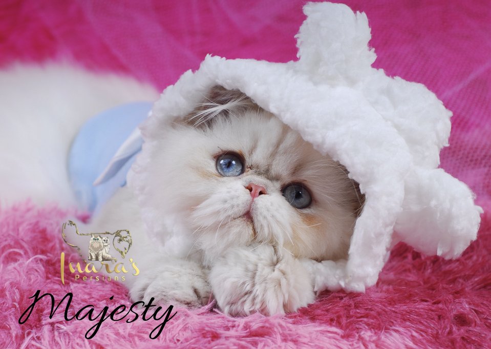 Retired Persian &mdash; Blue Golden Point