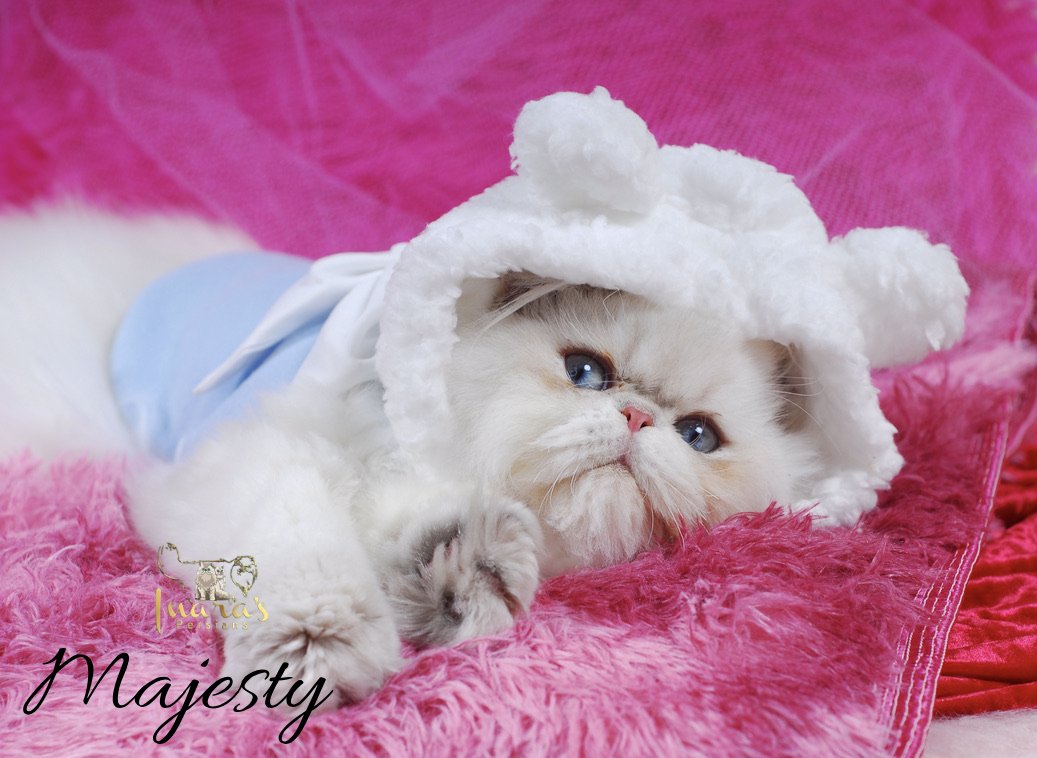 Retired Persian &mdash; Blue Golden Point