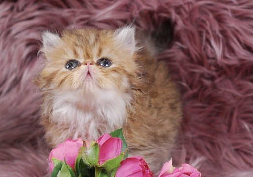 Zephyr Persian Kitten