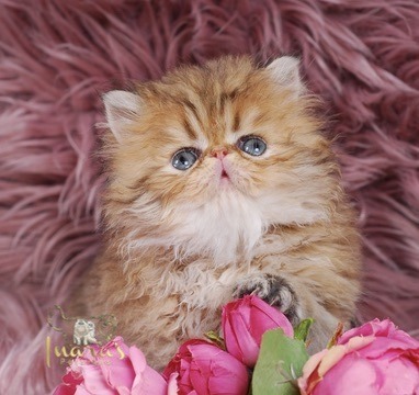 Thoth Persian Kitten