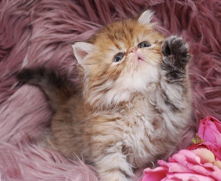 Caspian Persian Kitten