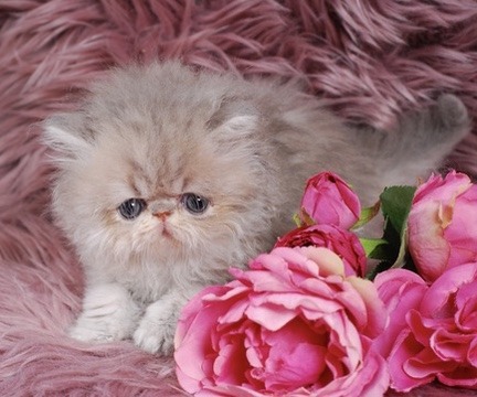 Soleil Persian Kitten
