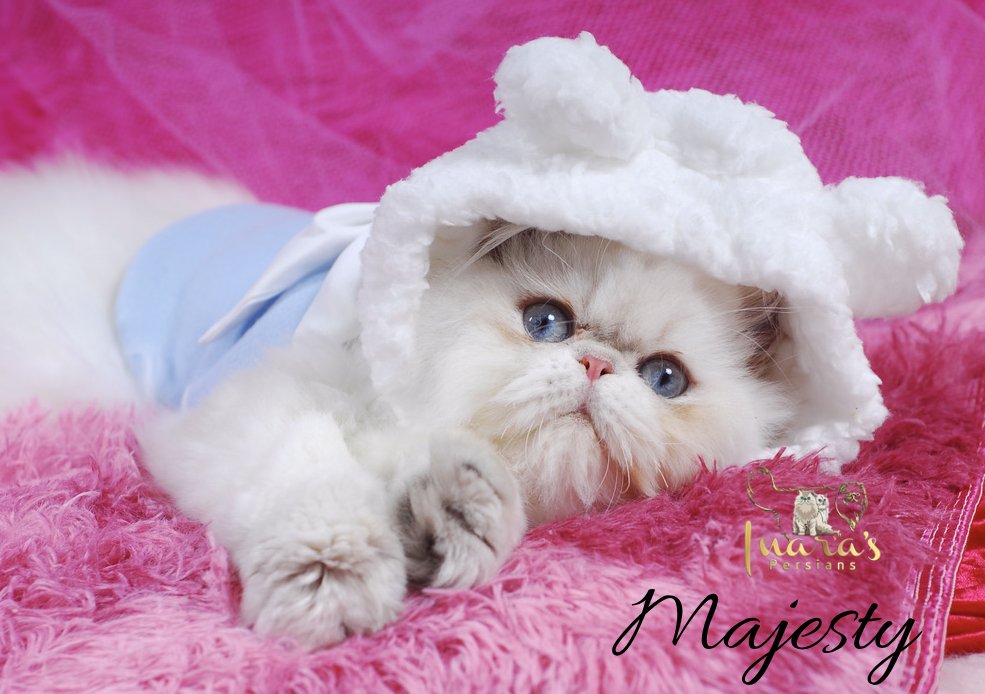 Retired Persian &mdash; Blue Golden Point