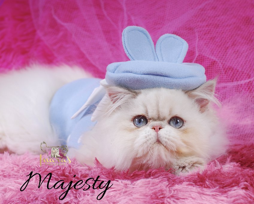 Retired Persian &mdash; Blue Golden Point