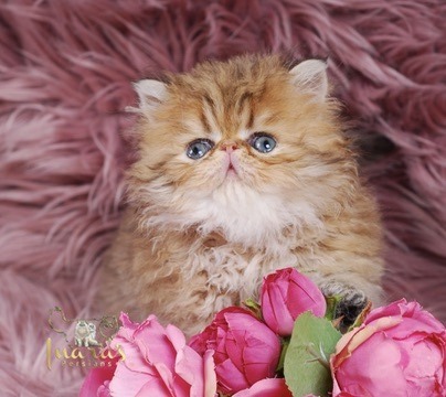 Thoth Persian Kitten