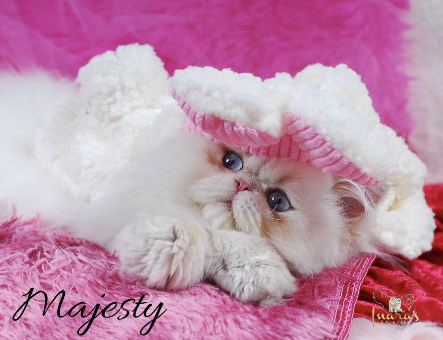 Retired Persian &mdash; Blue Golden Point