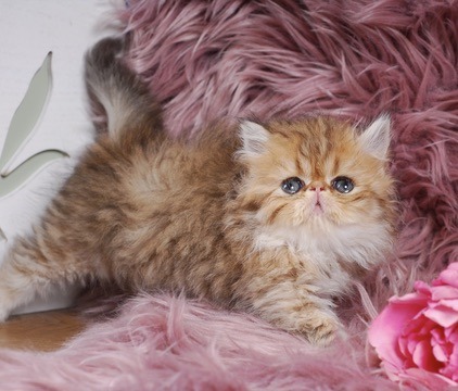 Zephyr Persian Kitten