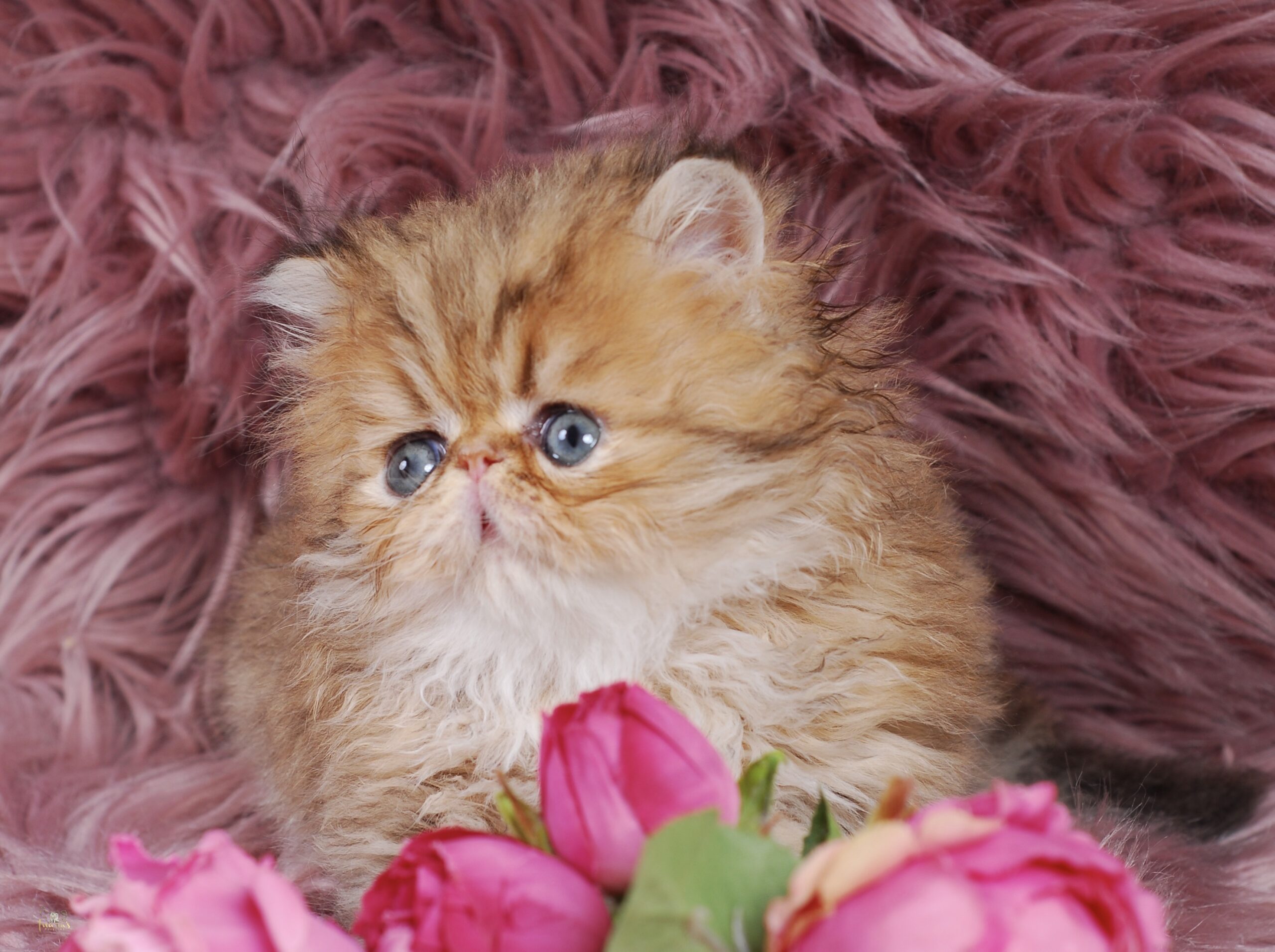 Thoth Persian Kitten