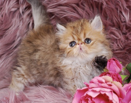 Zephyr Persian Kitten
