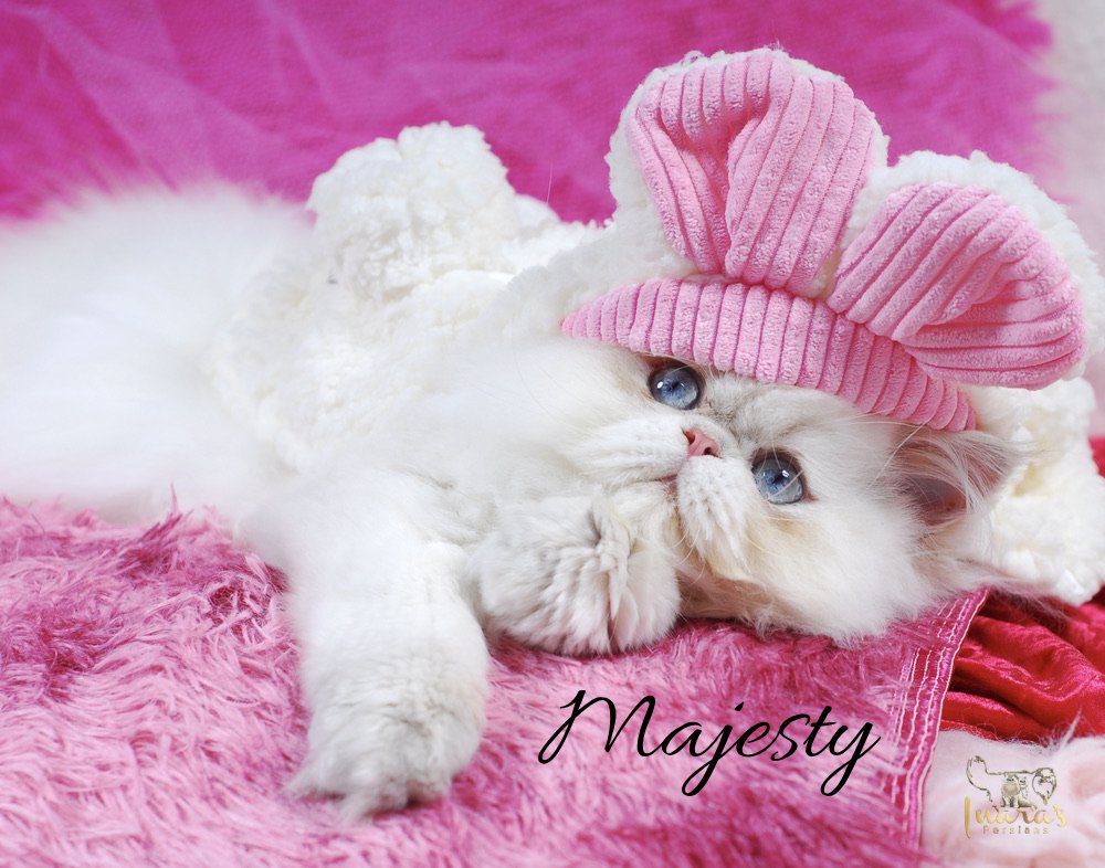 Retired Persian &mdash; Blue Golden Point