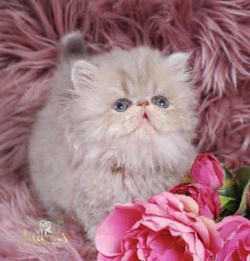 Soleil Persian Kitten