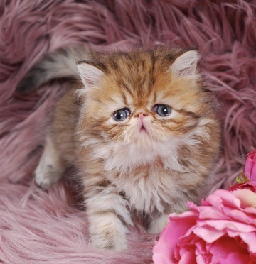 Caspian Persian Kitten