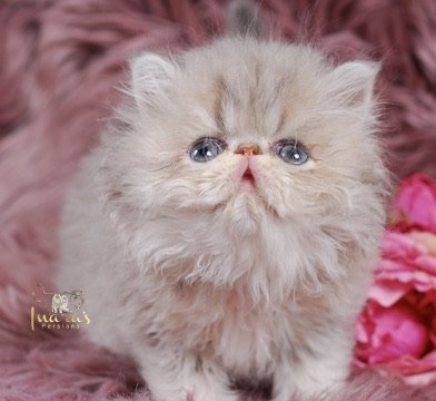 Soleil Persian Kitten