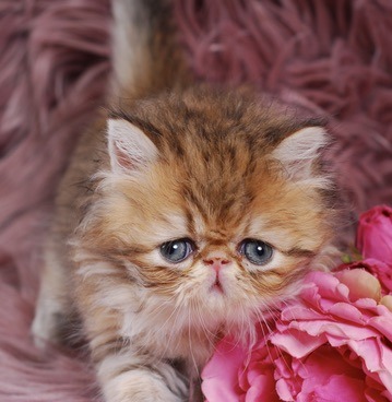 Caspian Persian Kitten
