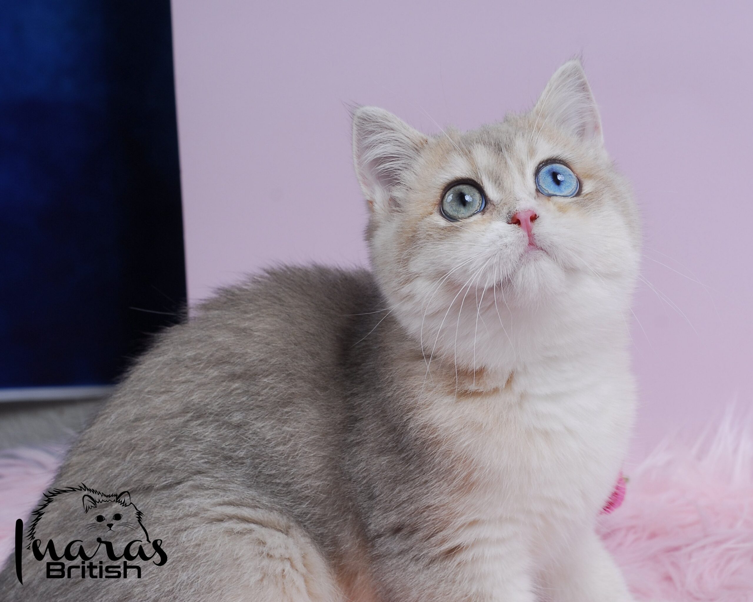 Magic &mdash; Baby &mdash; Inara's Prettiest Persians