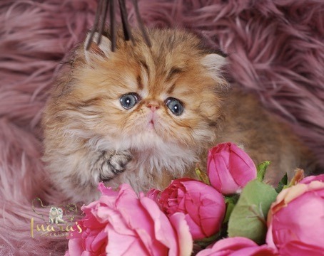 Thoth Persian Kitten