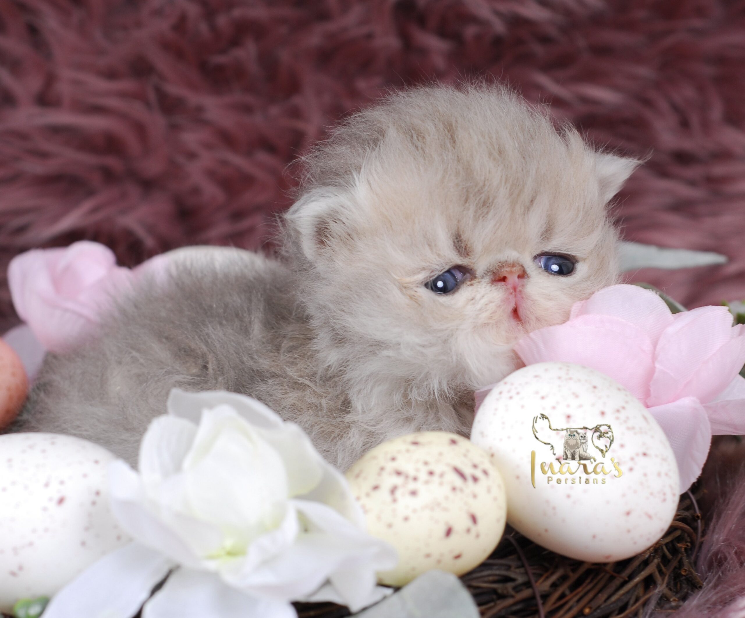 Soleil Persian Kitten