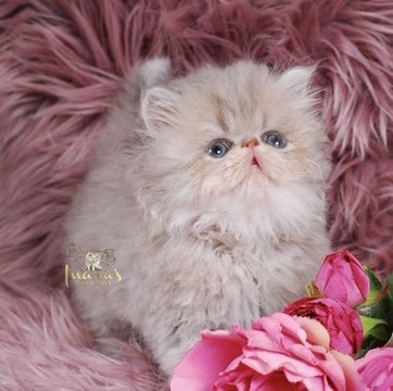 Soleil Persian Kitten