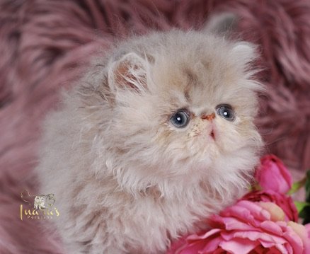 Soleil Persian Kitten