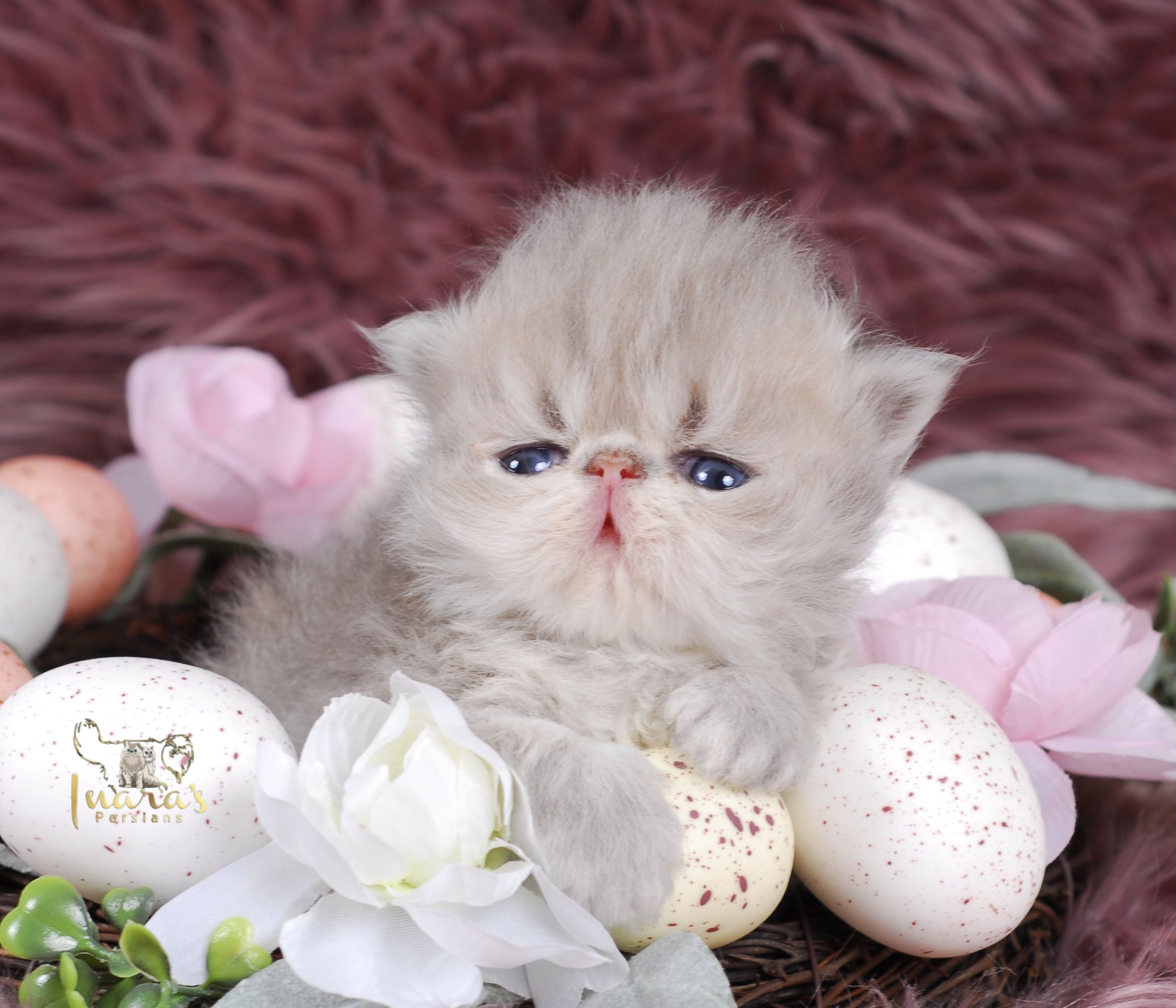 Soleil &mdash; Blue Golden Persian Boy