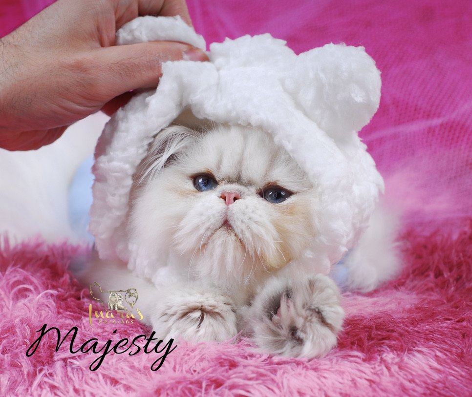 Retired Persian &mdash; Blue Golden Point