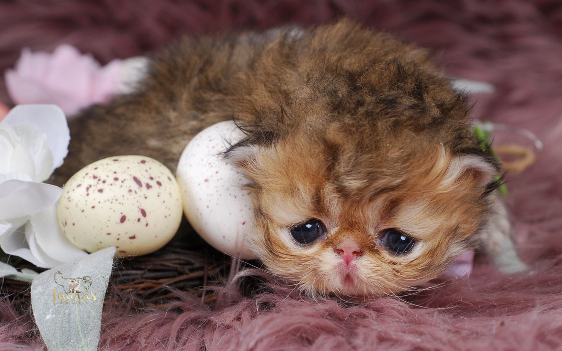Zephyr Persian Kitten