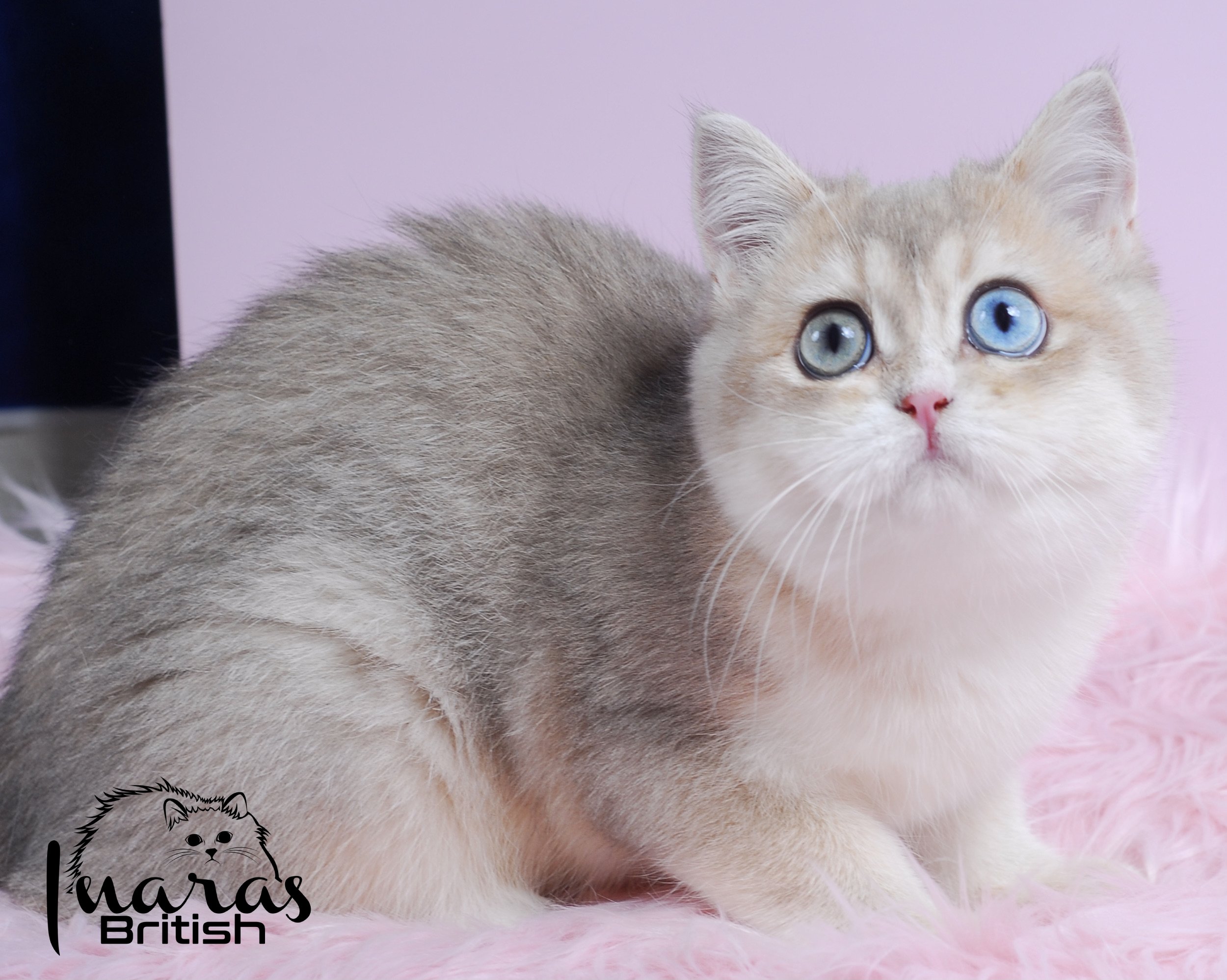 Magic &mdash; Baby &mdash; Inara's Prettiest Persians