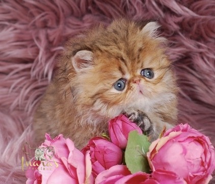 Thoth Persian Kitten