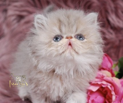 Soleil Persian Kitten