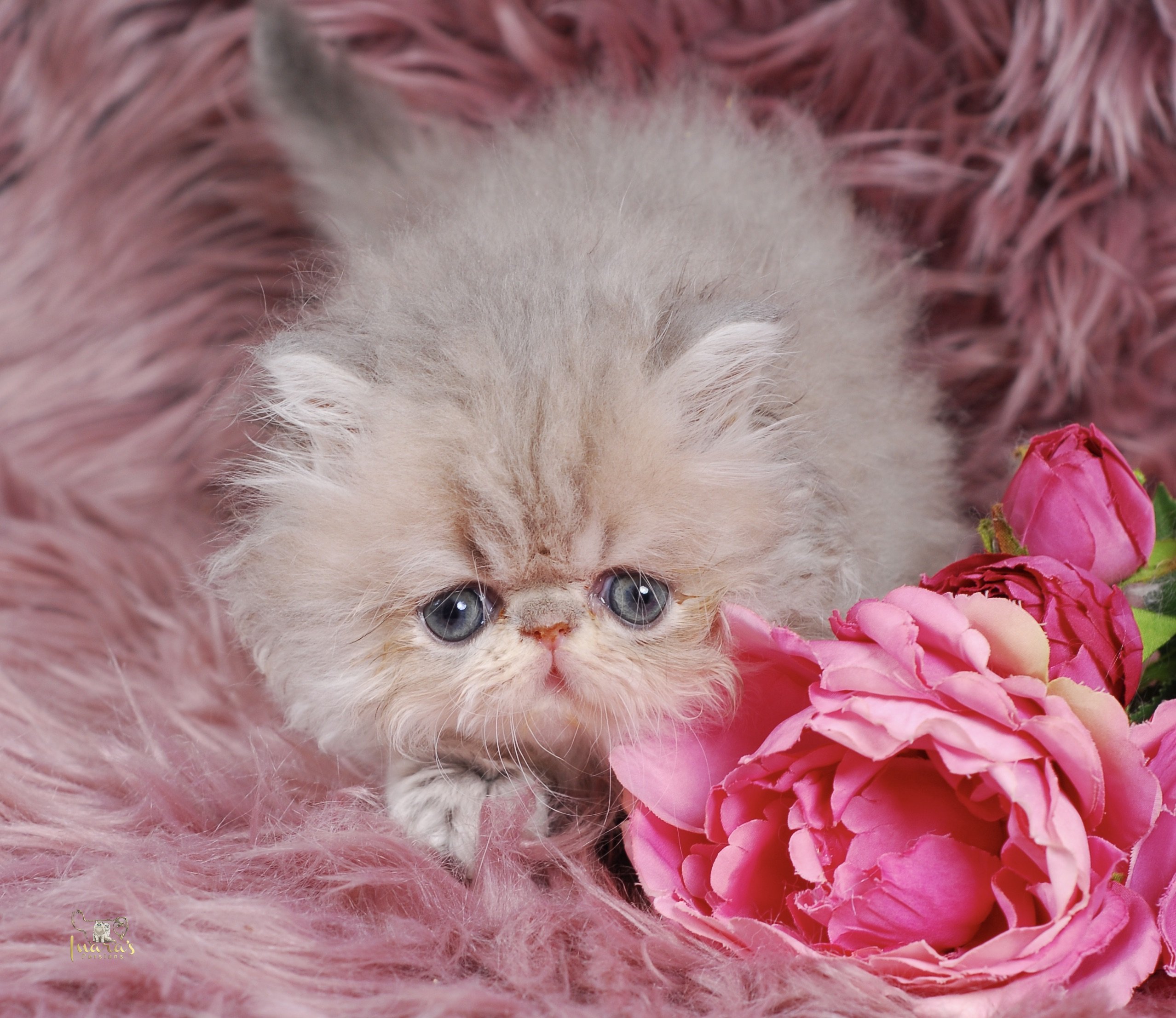 Soleil Persian Kitten