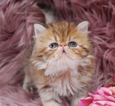 Caspian Persian Kitten