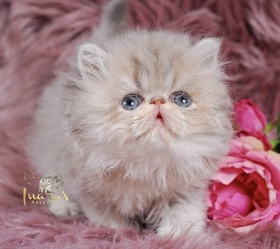 Soleil Persian Kitten