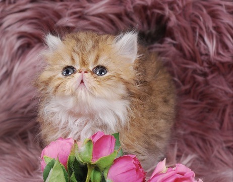 Zephyr Persian Kitten