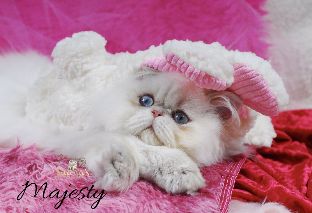 Retired Persian &mdash; Blue Golden Point