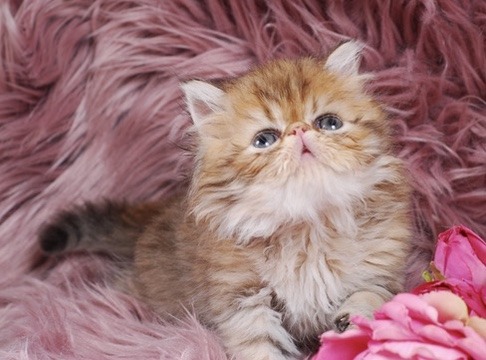 Caspian Persian Kitten