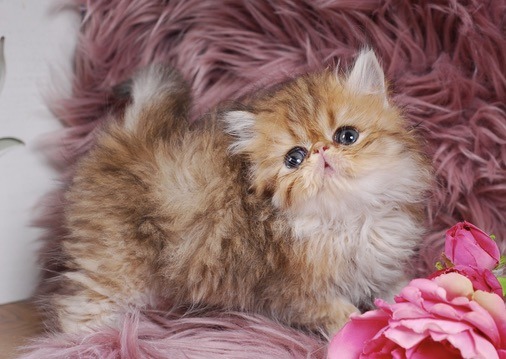 Zephyr Persian Kitten