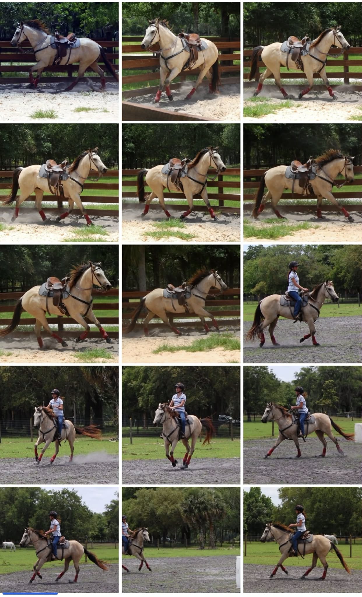 LynnC &mdash; Inara's Prettiest Persians