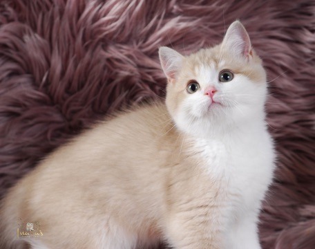 Apples, Lilac Golden Bi-Color British kitten