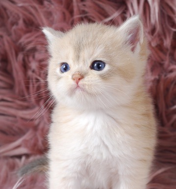 Rami, Blue Golden Chinchilla British kitten