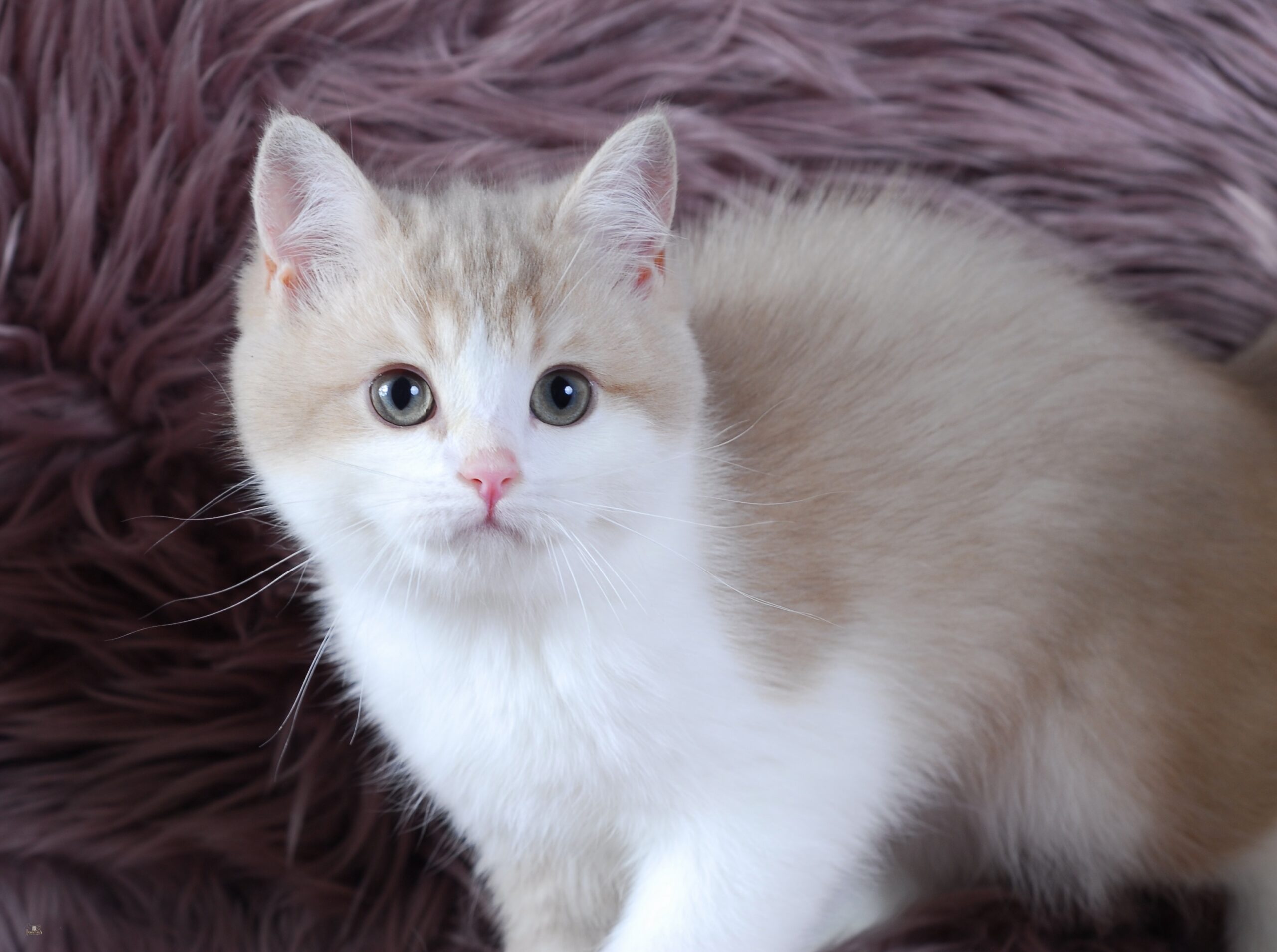 Apples, Lilac Golden Bi-Color British kitten