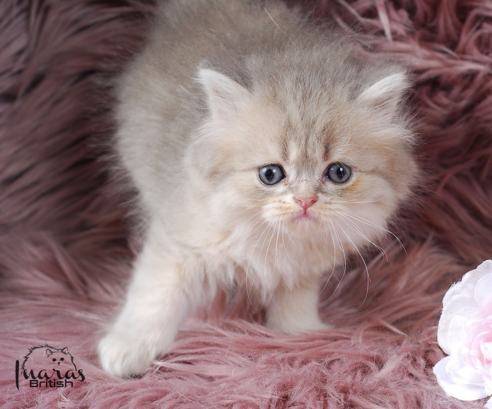 Toffee, Blue Golden Chinchilla Persian kitten