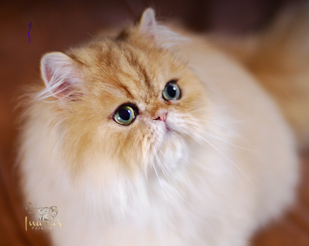 Golden Ray Patrik