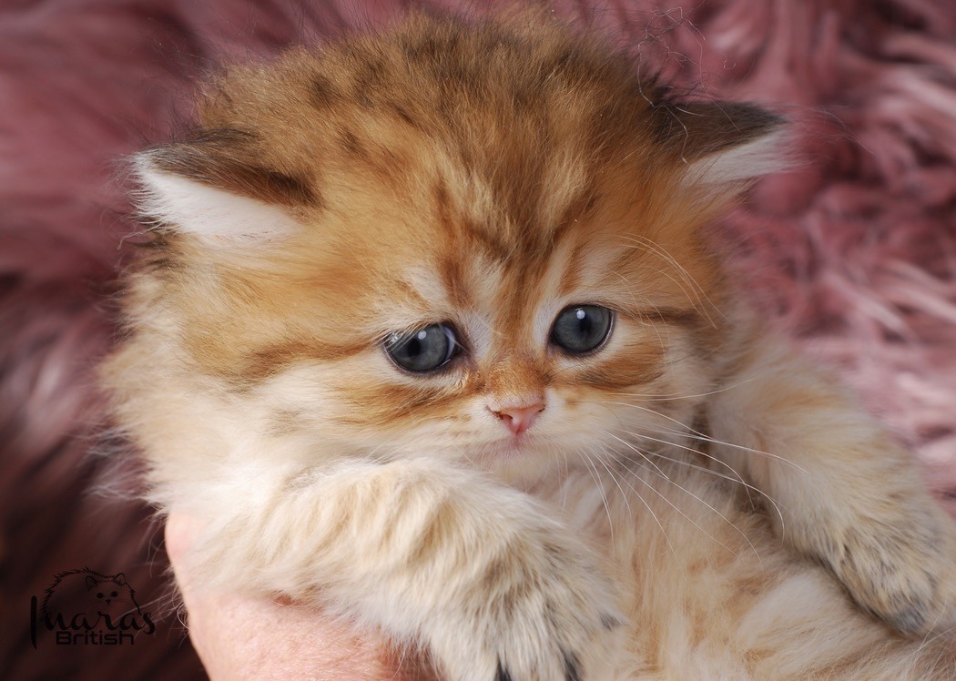 Butterscotch, Golden Chinchilla DBE-potential kitten